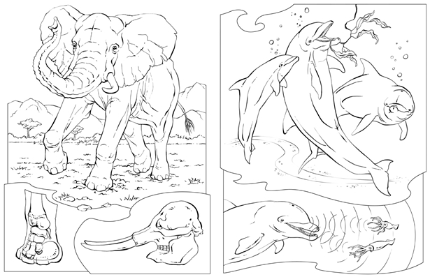 Printable Coloring Pages National Geographic Kids Free Animals